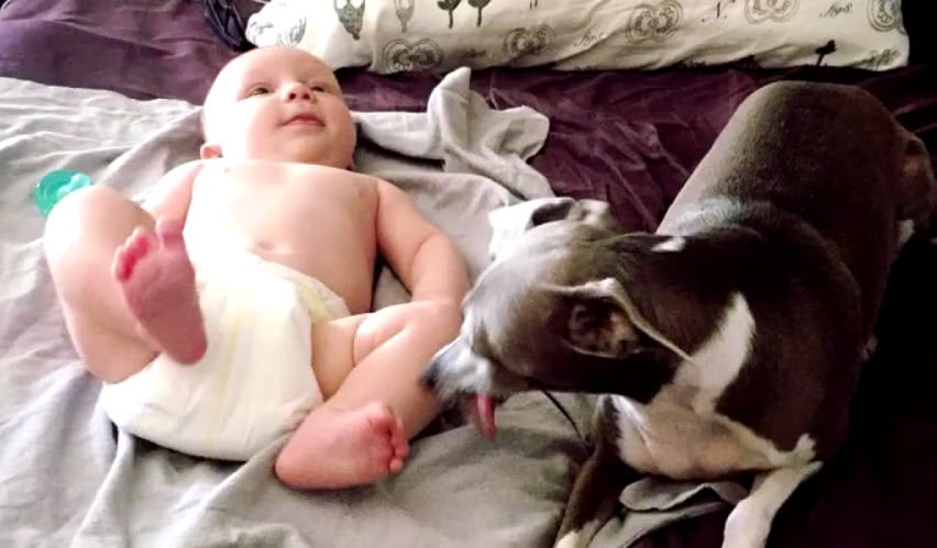 Illustration de l'article : Ce chien anxieux avait peur de tout, jusqu’à ce qu’on lui présente un bébé